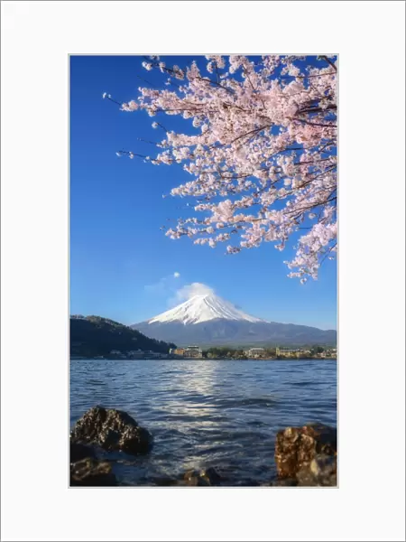 beautiful cherry blossoms with mount fuji in the morning at lake kawaguchi