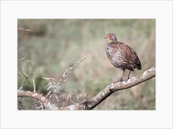 Grey-breasted spurfowl or grey-breasted francolin (Francolinus rufopictus)
