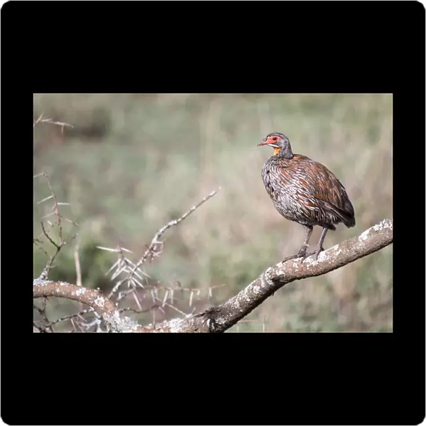 Grey-breasted spurfowl or grey-breasted francolin (Francolinus rufopictus)