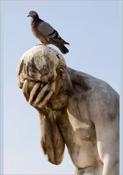 Pigeon standing on a statue in Jardin des Tuileries, Paris (France)