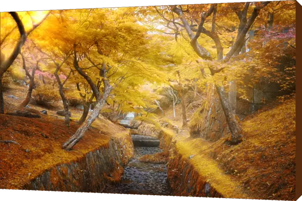 sun light ray through golden leaves foliage in autumn