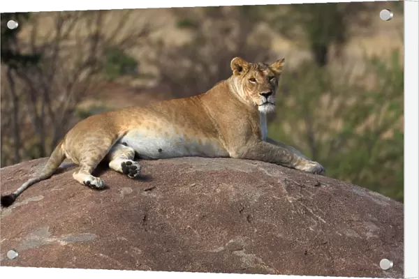 Lioness resting on round boulder