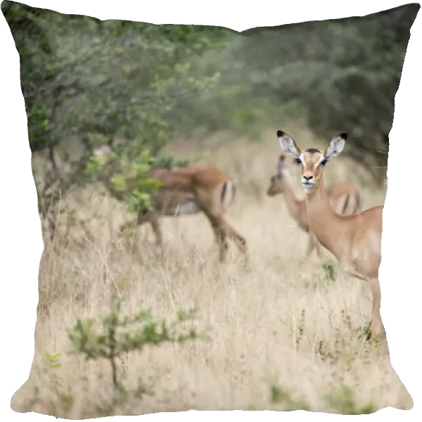Antelope in Mana Pools National Park