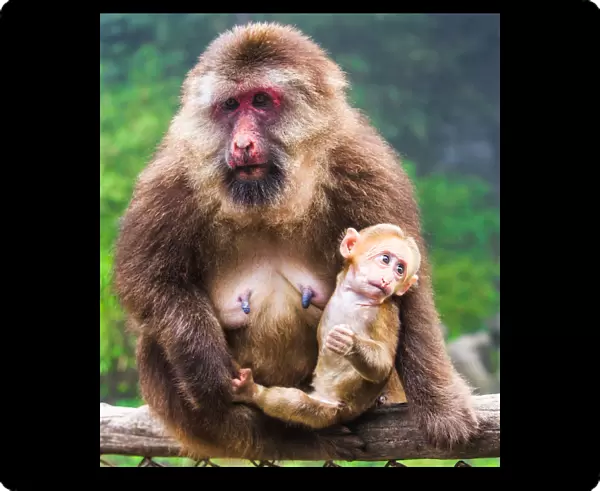 Mother and baby Macaque monkey