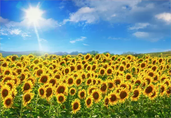 sunflowers under blue sky and shining sun