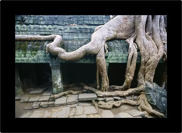 Frangipani tree roots wrapping an Angkor Wat wall