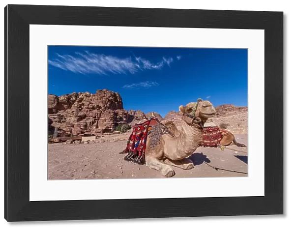Happy camel of Petra, Jordan