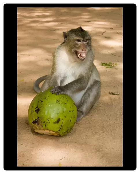 Fierce Monkey with Coconut