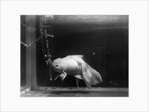 Rare Fish. 12th June 1952: An exotic fish on display at the National Aquarium