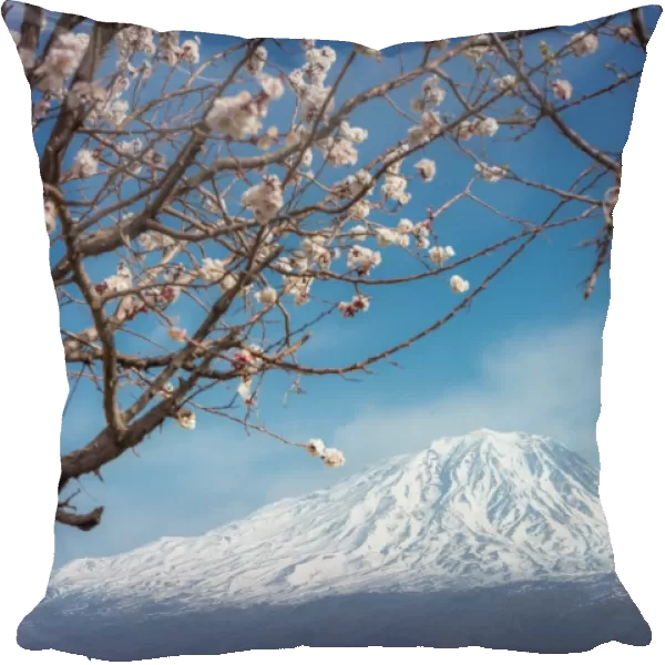 Mount Ararat with cherry blossoms foreground