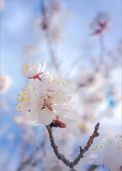 Cherry blossom with blue sky
