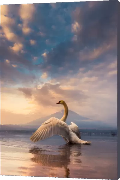 a Swan spread its wings with Mt. Fuji background