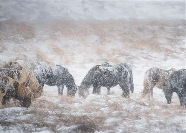 Icelandic horse on a snow field