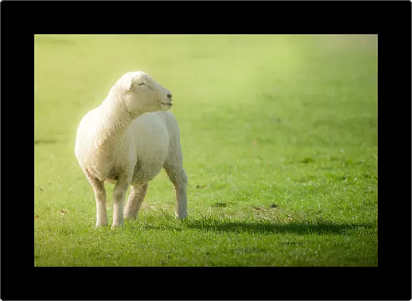 Sheep standing on grass field