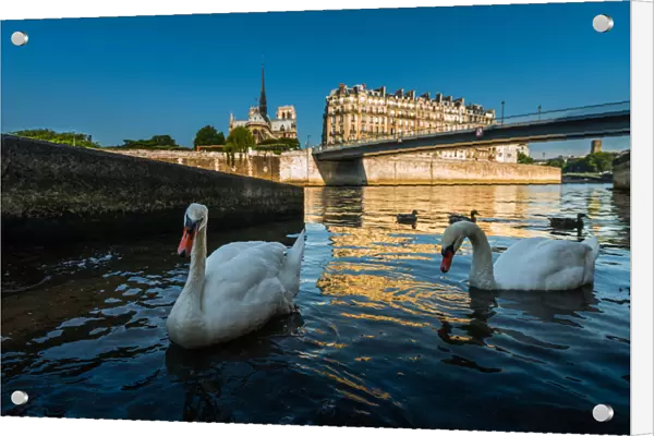 Swans swimming with Notredame background