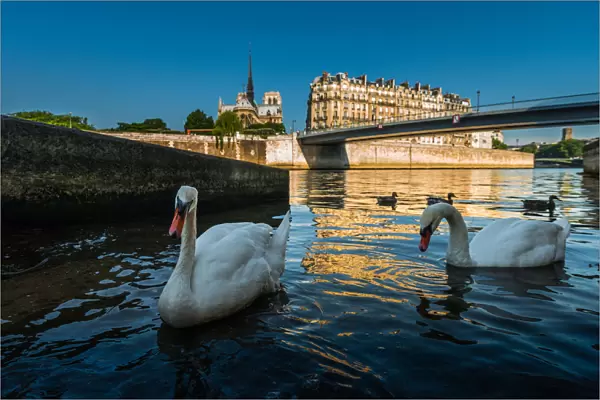 Swans swimming with Notredame background