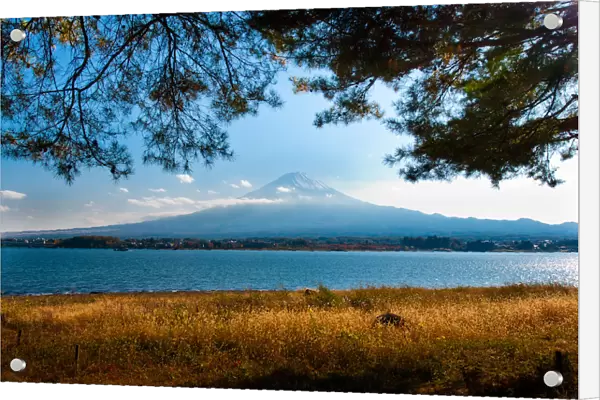 Mt. Fujiyama with pine trees as foreground