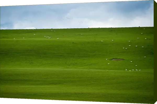 Sheep herd on big grass field
