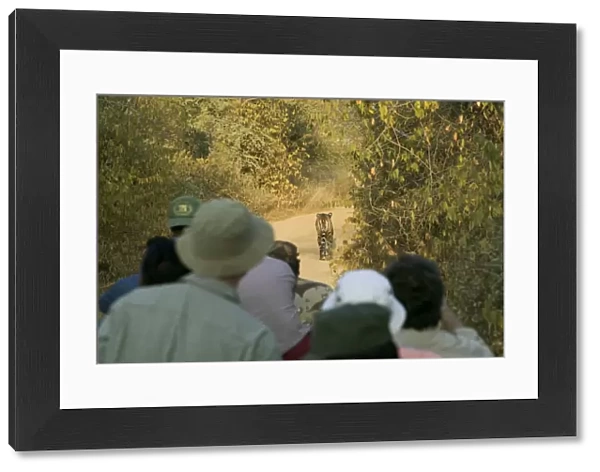 India, Rajasthan, Ranthambore NP, ecotourists watching tiger on path