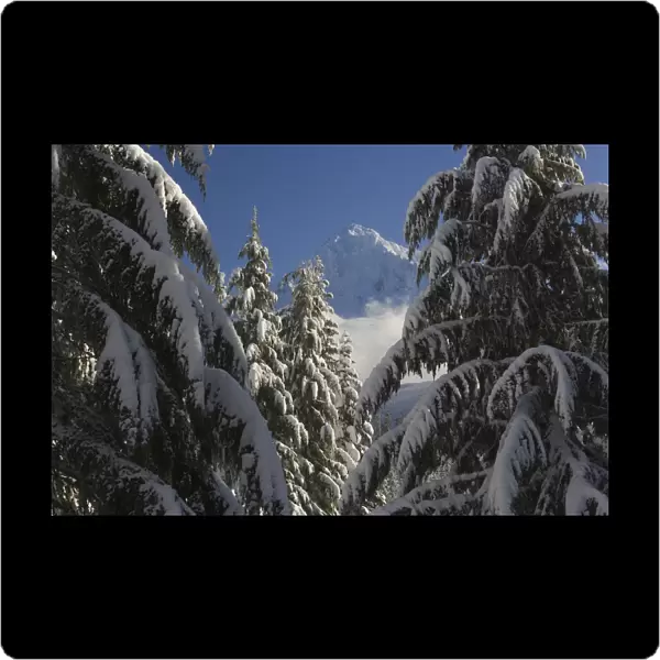 USA, Oregon, Cascade Range, Mt Hood through snowy evergreen forest