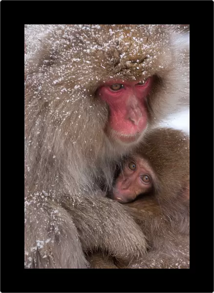 Japanese Macaques, Japanese Alps, Honshu Island, Japan