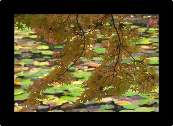 Maple bough with lily pad-covered lake in background, near Ryoanji Garden, Kyoto, Honshu, Japan