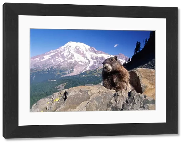 Hoary marmot (Marmota caligata), Mt. Rainier, Washington, USA