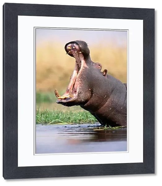 Hippopotamus (Hippopotamus amphibius) with mouth open wide