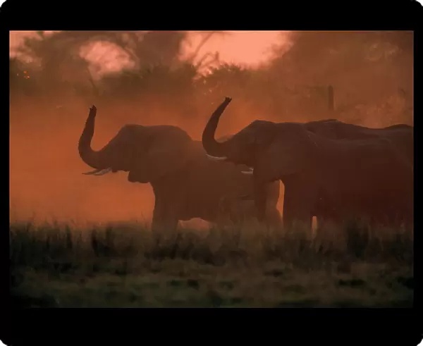 African Elephants (Loxodanta africana) in silhouette, Okvango Delta, B