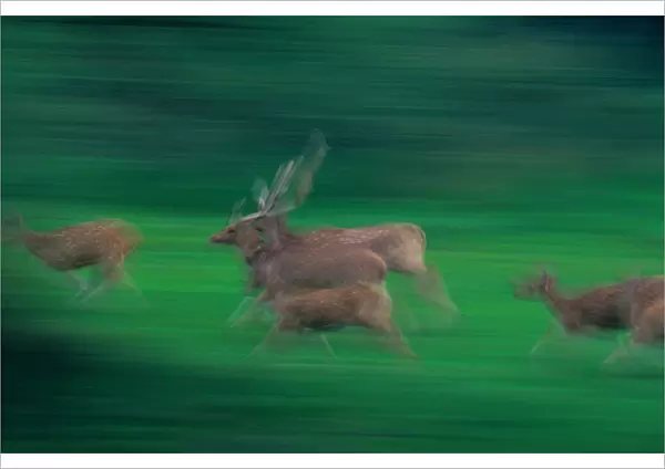 Axis deer (Axis axis) running across field (blurred motion)