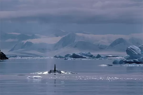 Orca (Orcinus orca), Antarctica