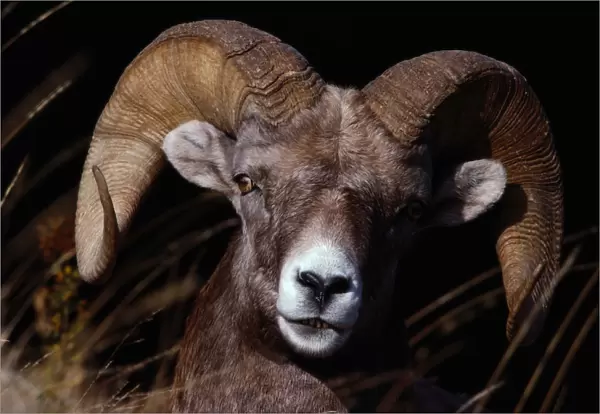 Bighorn sheep (Ovis canadensis), close-up, Yellowstone NP, Wyoming