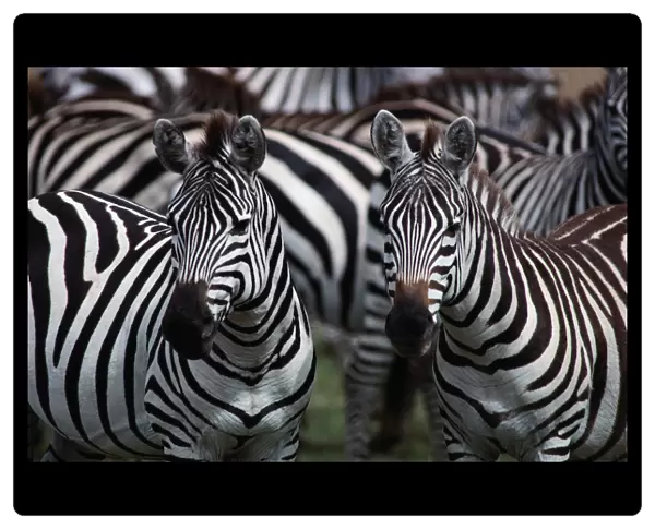 Burchells zebras (Equus burchelli), close-up