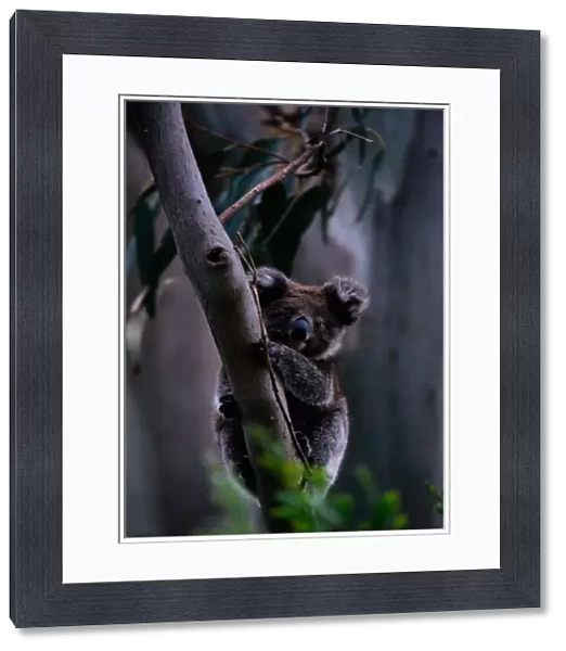 Koala (Phascolarctos cinereus) on tree limb, Australia