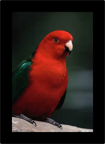 Australian King Parrot (Alisterus Scapularis)