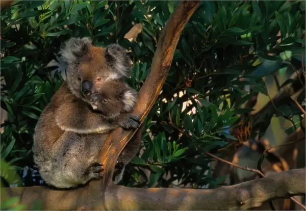 Koala (Phascolarctos cinereus) and baby in tree, Australia