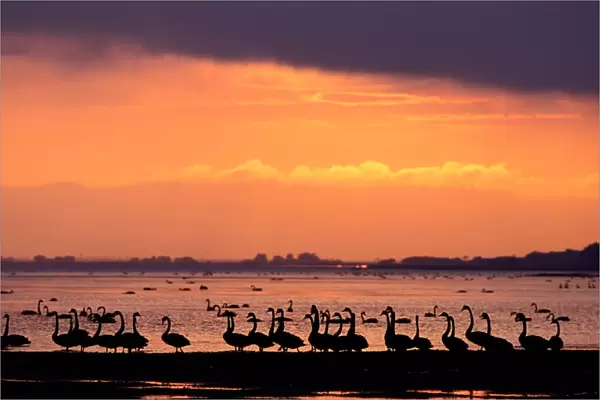 Black swans (cygnus atratus) on shore at sunset, Victoria, Australia