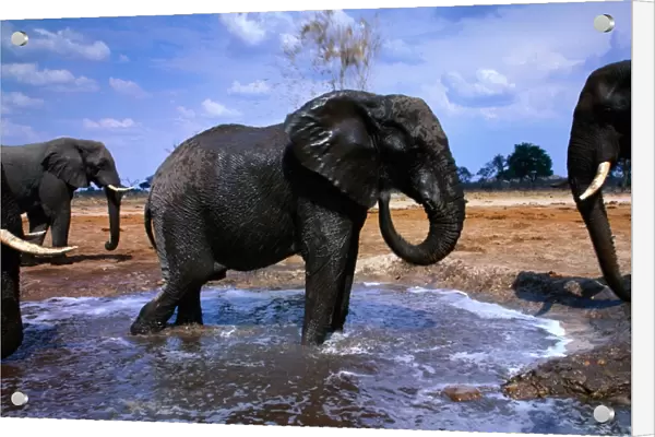 African elephants (Loxodonta africana) at water, Botswana