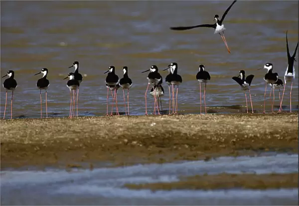 Black-necked stilts (Himantopus mexicanus)at waters edge, Venezuela