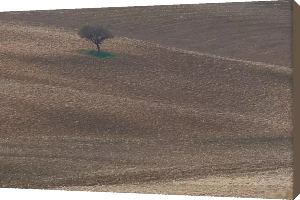 Italy, Tuscany, Siena, lone tree in countryside