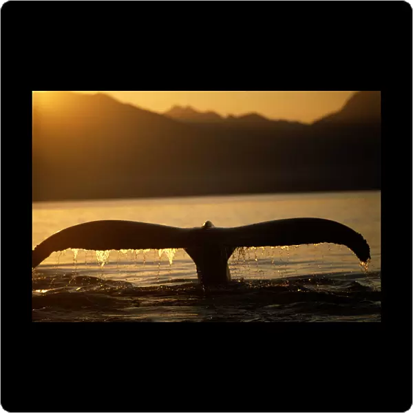 Tail of humpback whale (Megaptera novoangliae), Pt. Adolphus, Alaska
