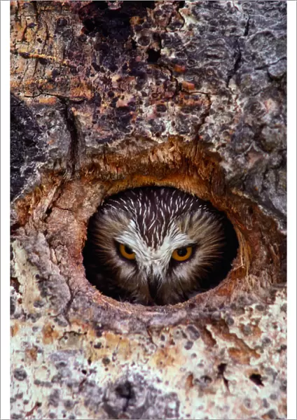 Northern saw whet owl (Aegolius acadicus) in nest cavity