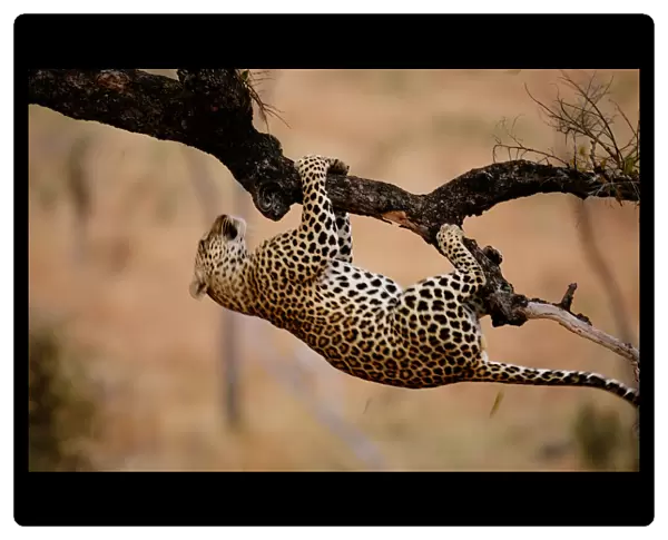 Leopard (Panthera pardus) hanging from tree branch