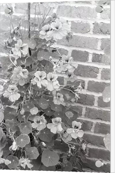 Nasturtium growing by brick wall