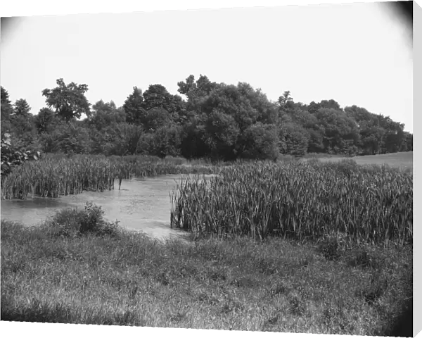 Creek and field, (B&W)