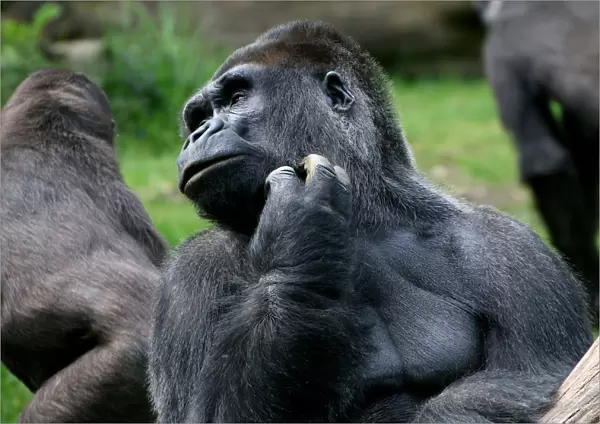 Mature silverback gorilla