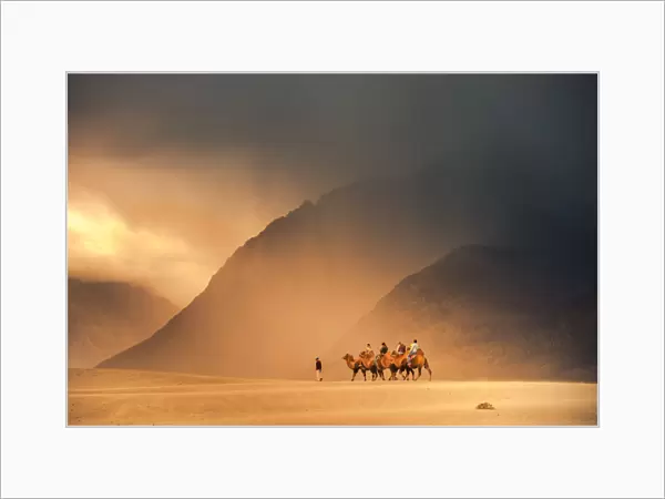 Camel on nubra valley desert in India