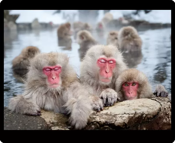 Japanese Snow Monkeys