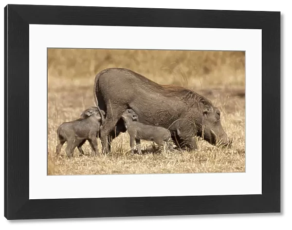 Warthog (Phacochoerus africanus) nursing cubs