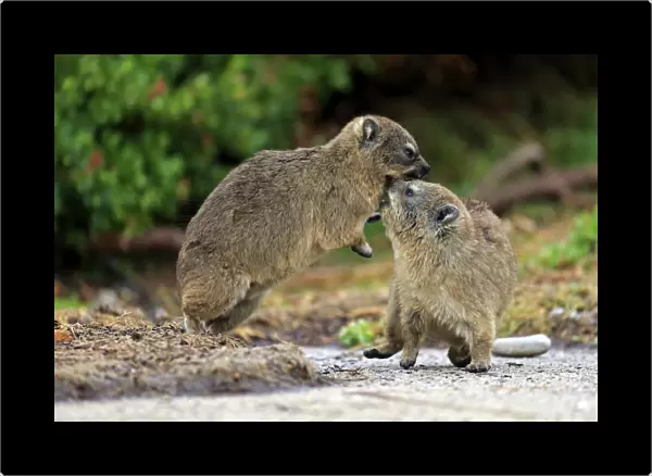 Rock Hyraxes -Procavia capensis-, two young quarreling or fighting, Bettys Bay, Western Cape, South Africa